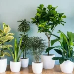15 Dicas de Plantas Para Cutivar em Apartamento